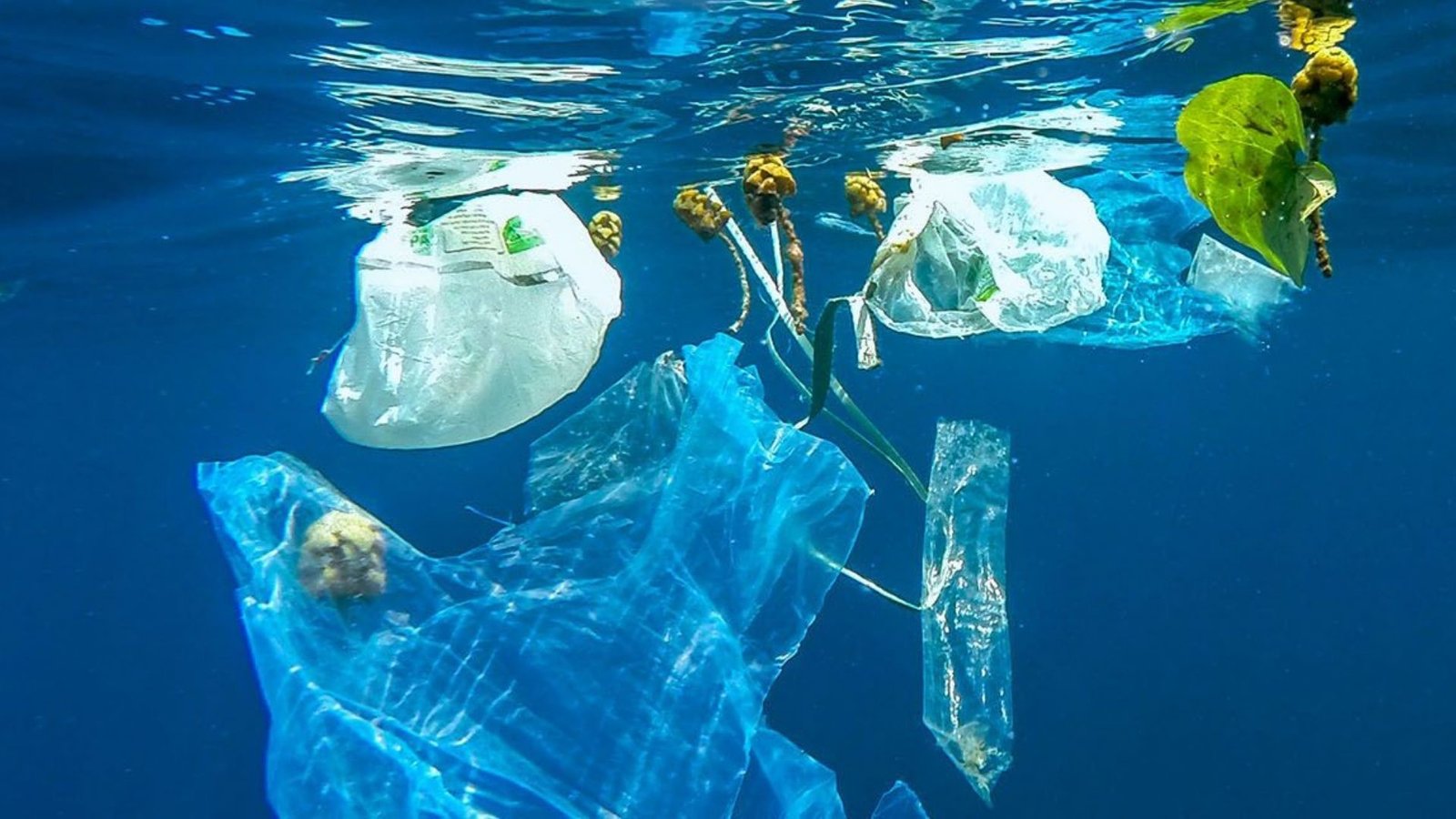 Sustainable Packaging Blog