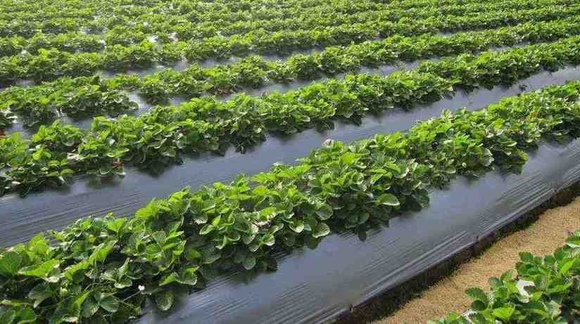 Compostable Mulch Films